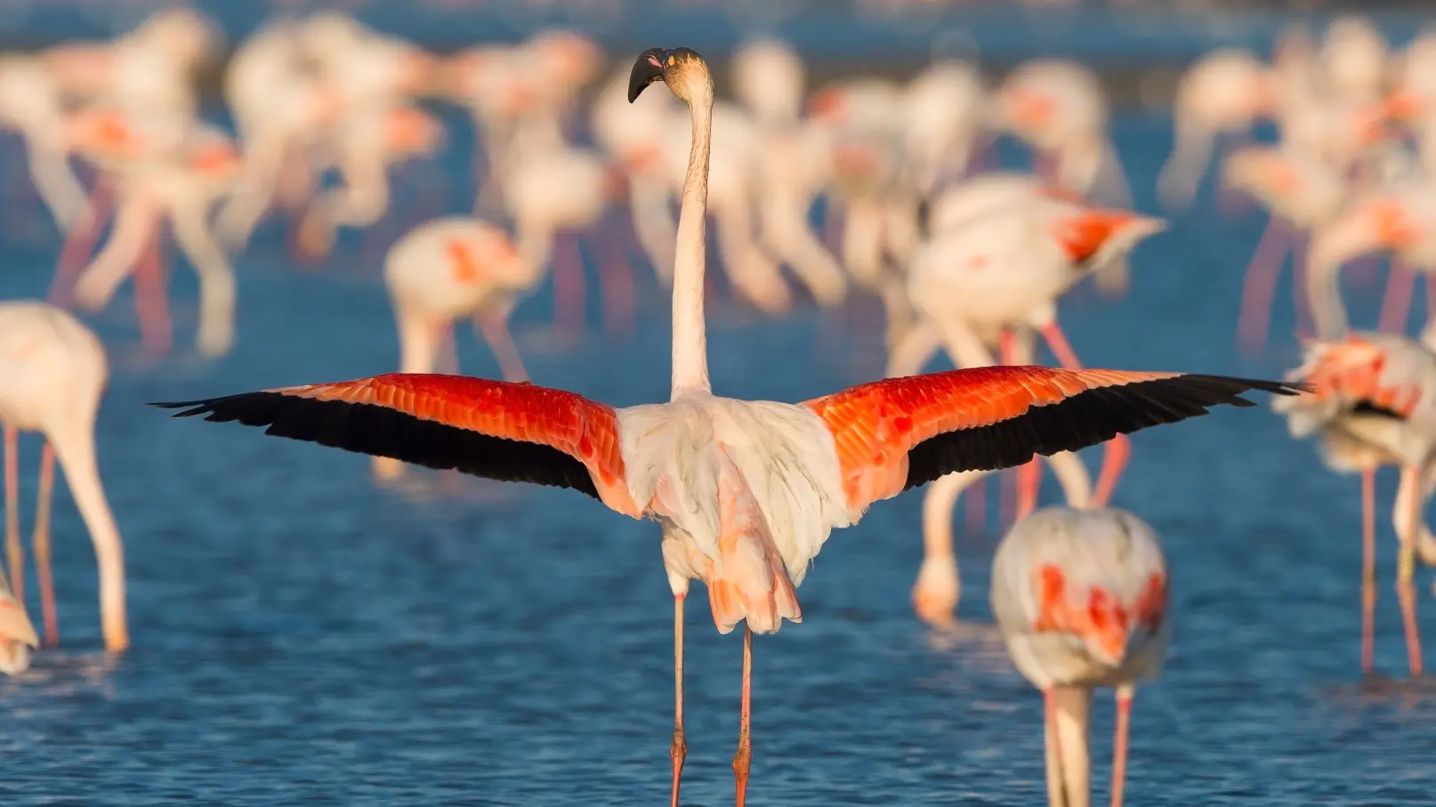 4-Bedroom House for Sale in Aleppo , Aleppo